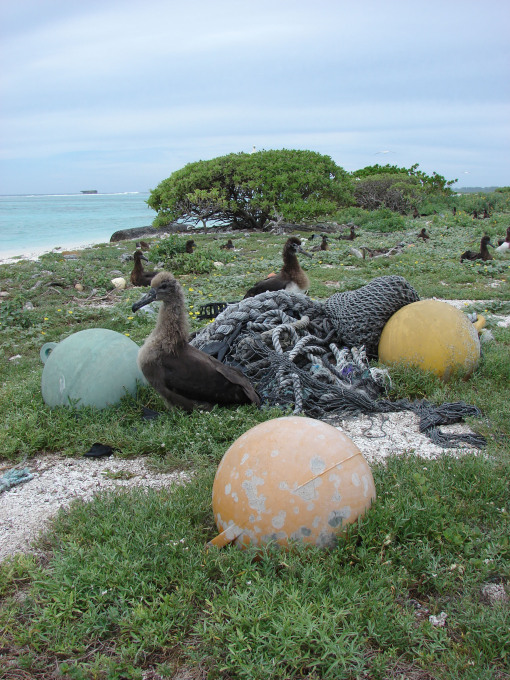 Out to Sea? Albatross and plastic trash at Southwest Eastern Island, Midway Atoll, 2008, Photo: &copy; Forest &amp; Kim Starr