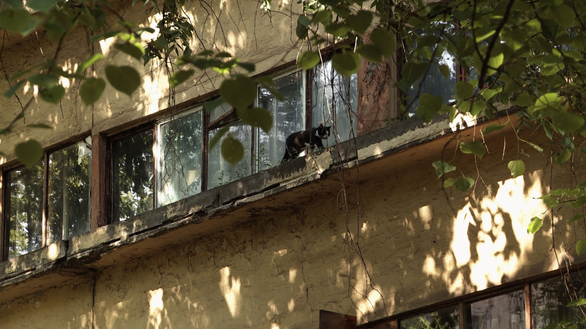 A cat prowls along the Narkomfin Building&rsquo;s famous ribbon strip windows. Film still.
