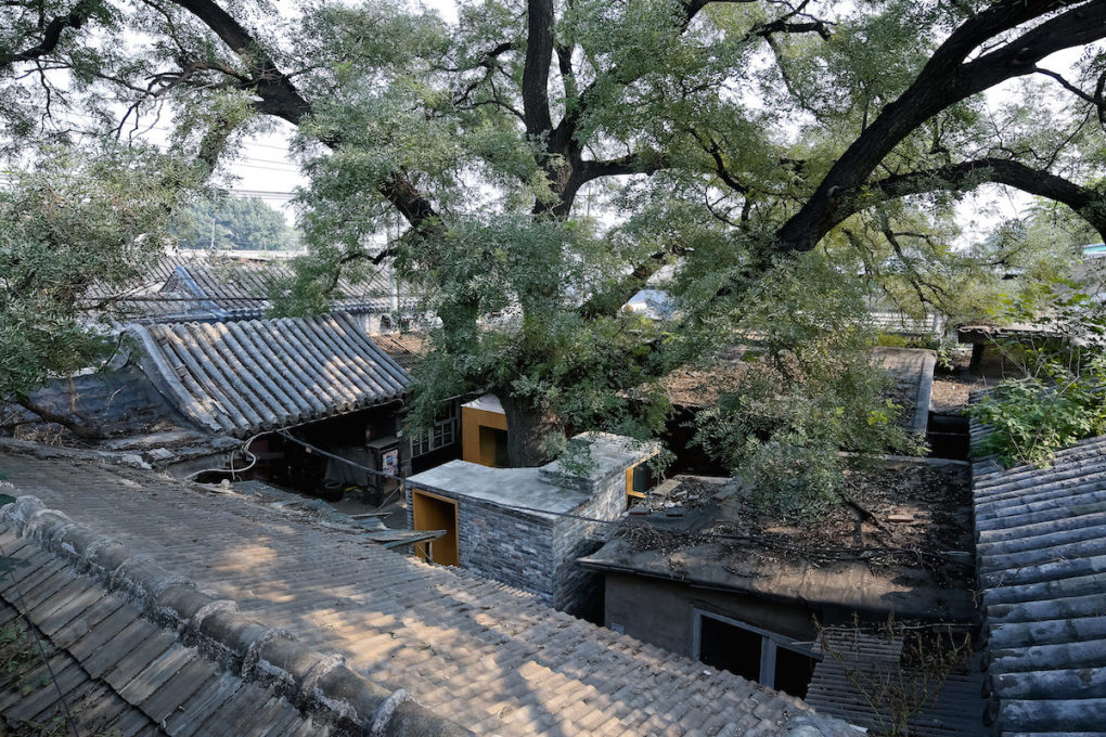 A large ash tree spreads over the Cha&rsquo;er Hutong No. 8 in inner city Beijing, its redesign and renovation completed in 2014.