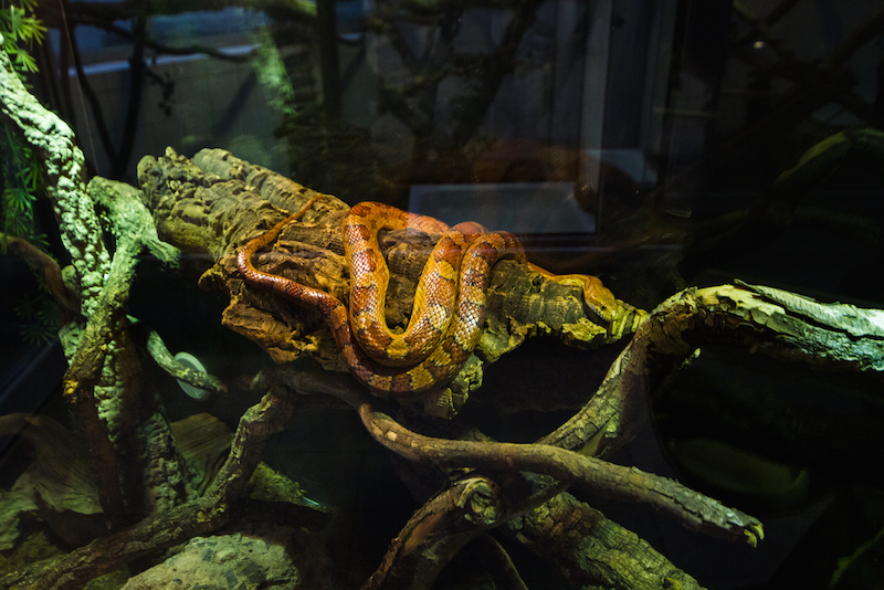 The reptile house not only protects but showcases many scaly friends seeking family homes.