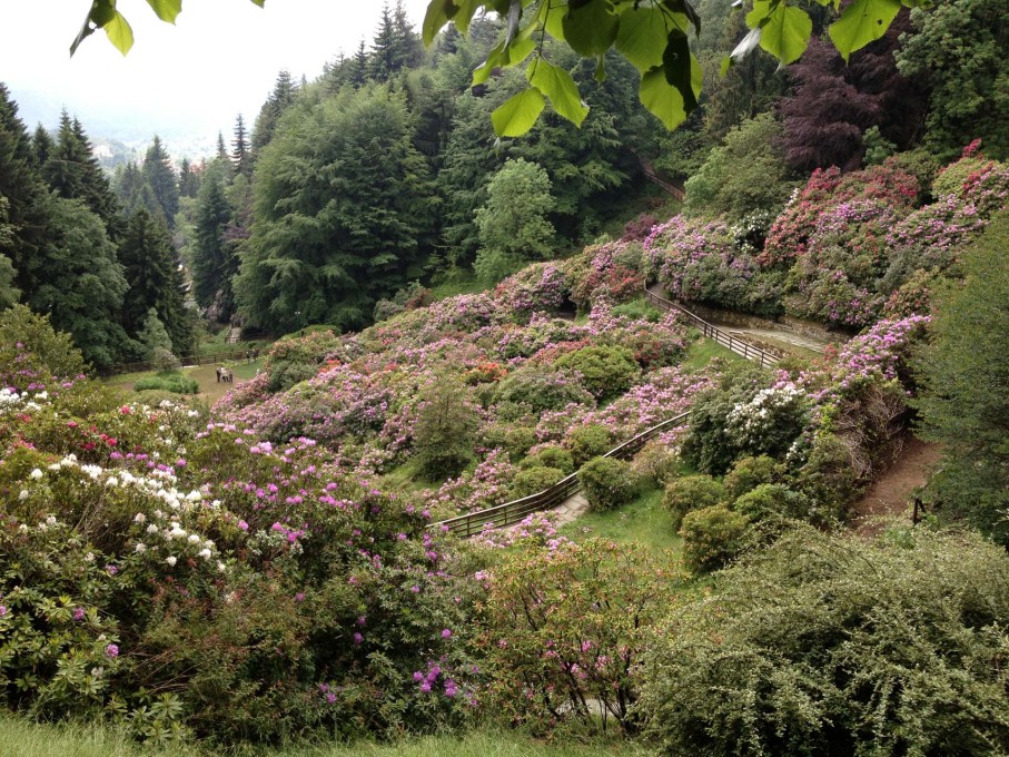 &ldquo;...and relate to the evergreen rhododendrons around them.&rdquo; (Photo: Norman Kietzmann)
