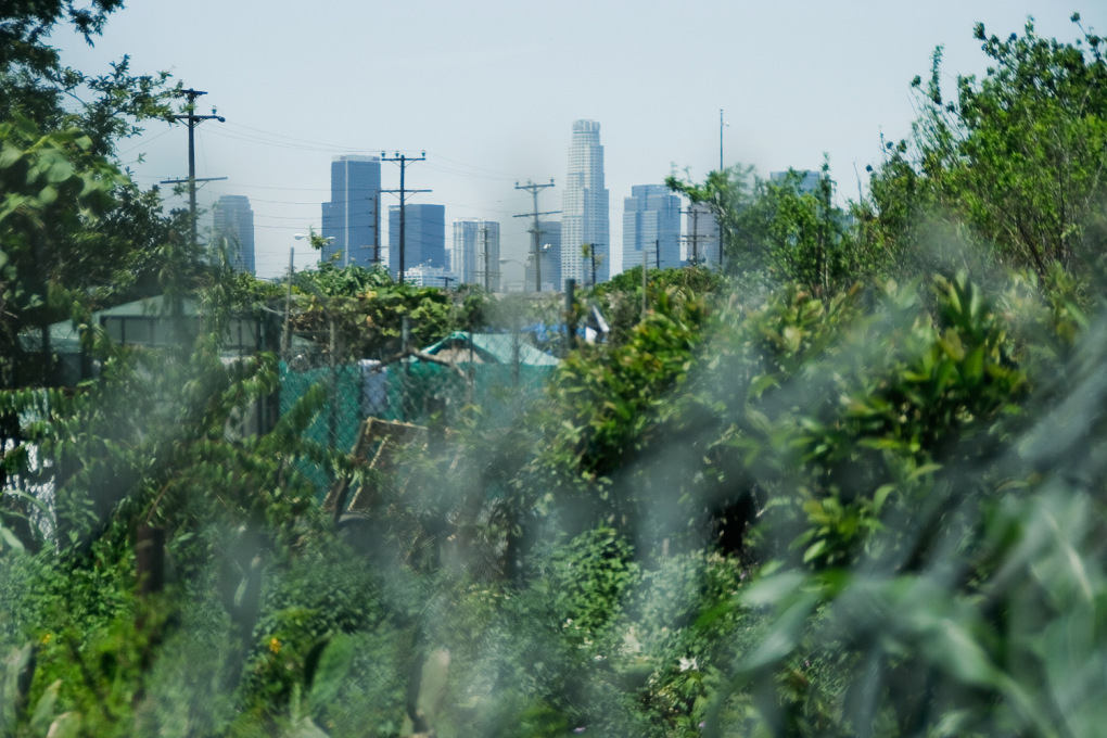 After over a decade of cultivation, the community garden became so lush that at times the surrounding city almost disappeared from view. (Photo: Travis Stanton, travisstanton.com)