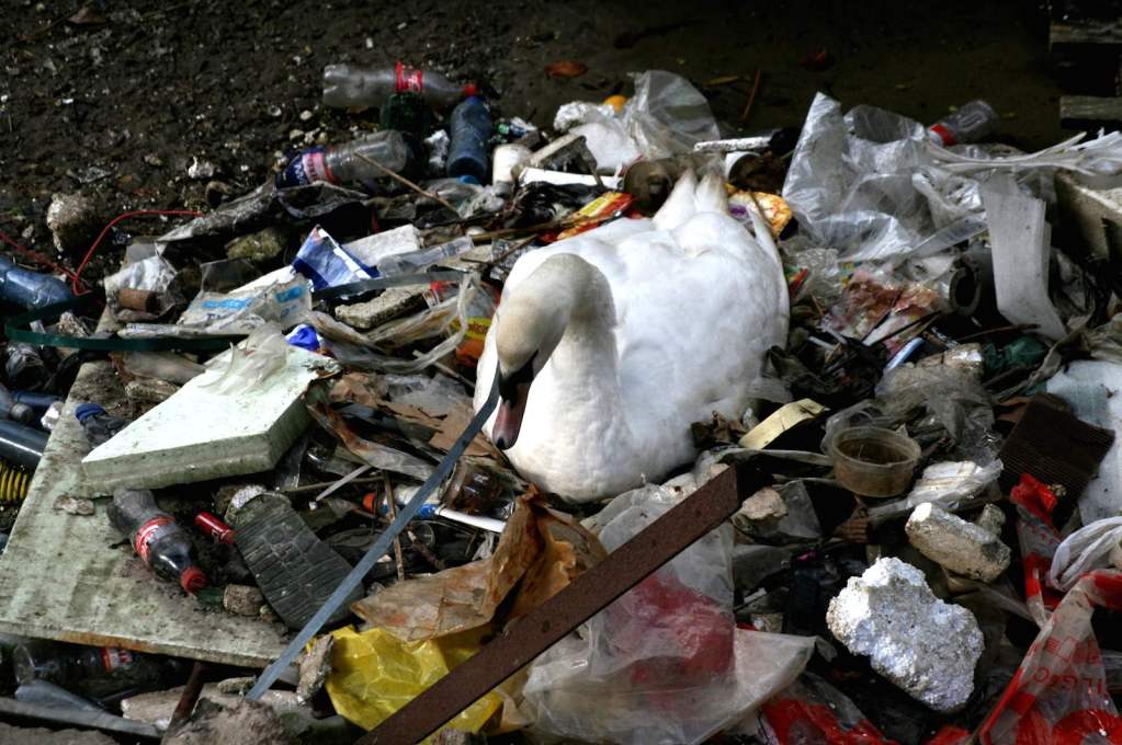 Swan in Trash. The IABR exhibition at the Natural History Museum examines how animals utilise the urban environment, initiating a debate over how the city is to be used. (Photo&nbsp;&copy; Natural History Museum, Rotterdam)