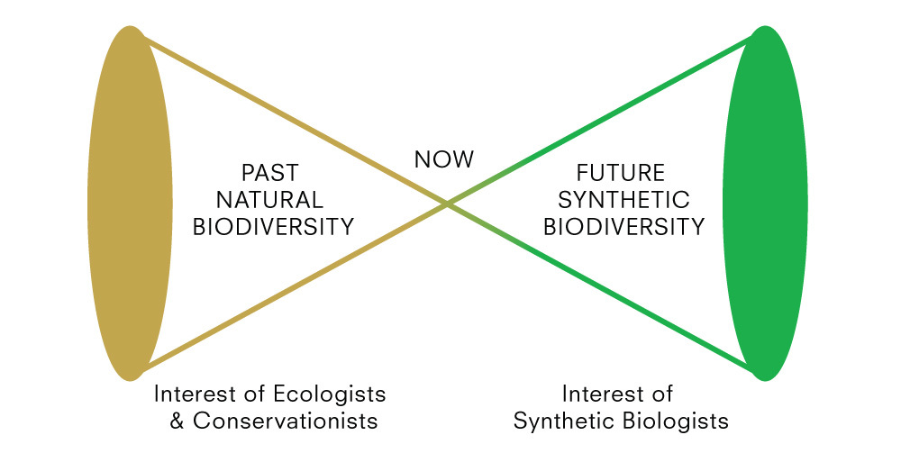 Designing for the Sixth Extinction investigates synthetic biology&rsquo;s potential impact on biodiversity and conservation. Could we tolerate &ldquo;rewilding&rdquo; using synthetic biology to make nature &ldquo;better&rdquo;? (Image: Daisy Ginsberg)&