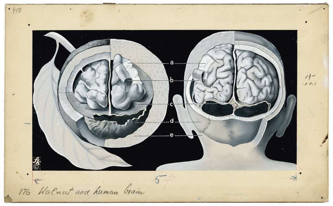 &ldquo;Walnut and human brain&rdquo;, 1939. &ldquo;The way a walnut is packaged is the same as a man&prime;s brain&Prime;.