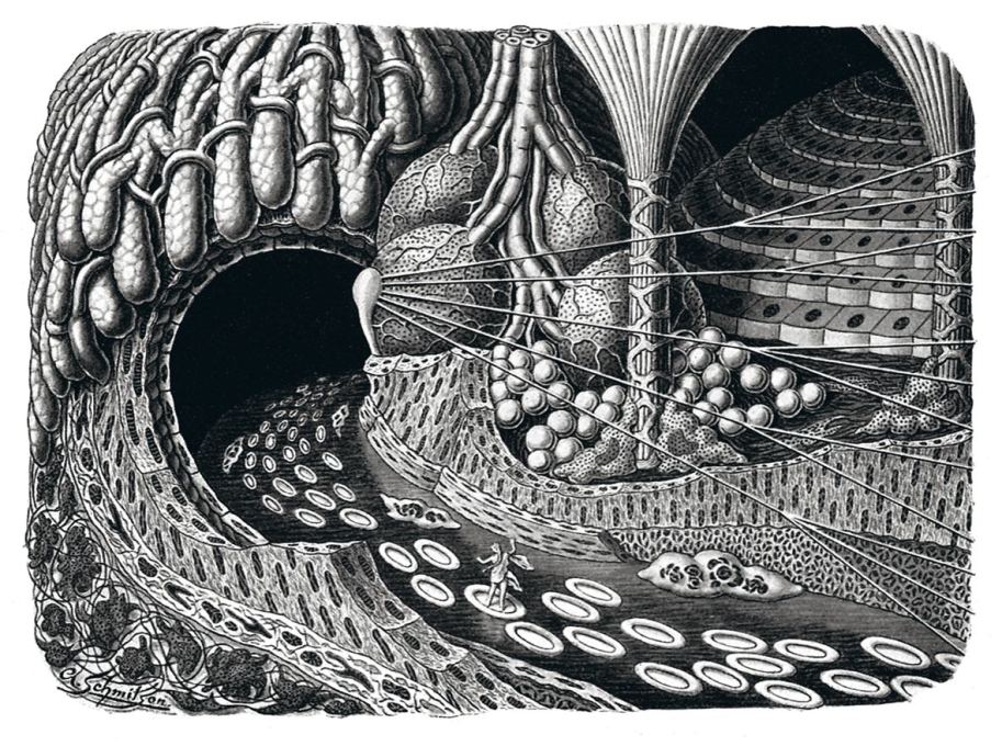 &ldquo;Entering a gland cave&rdquo;, 1924. &ldquo;Ideal landscape picture of the microscopic structure of the human&rdquo;.
