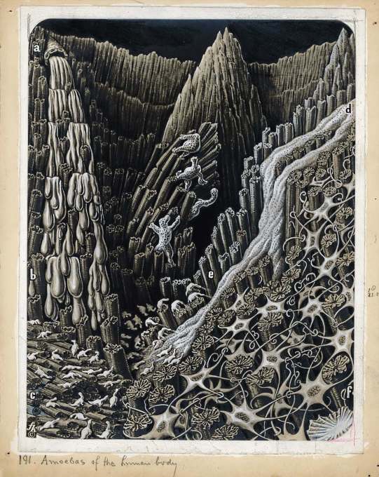 &ldquo;Amoebas of the human body&rdquo;, an illustration depticting the depths of a wound, 1943.&nbsp;