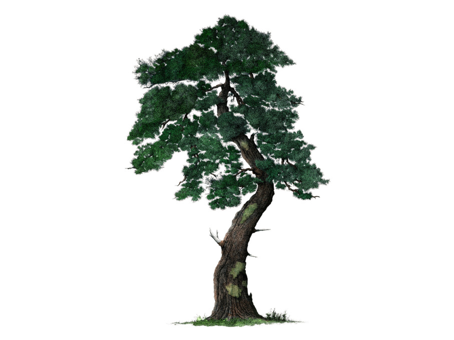 Pine tree. An example of Herem&rsquo;s newfound focus on trees.