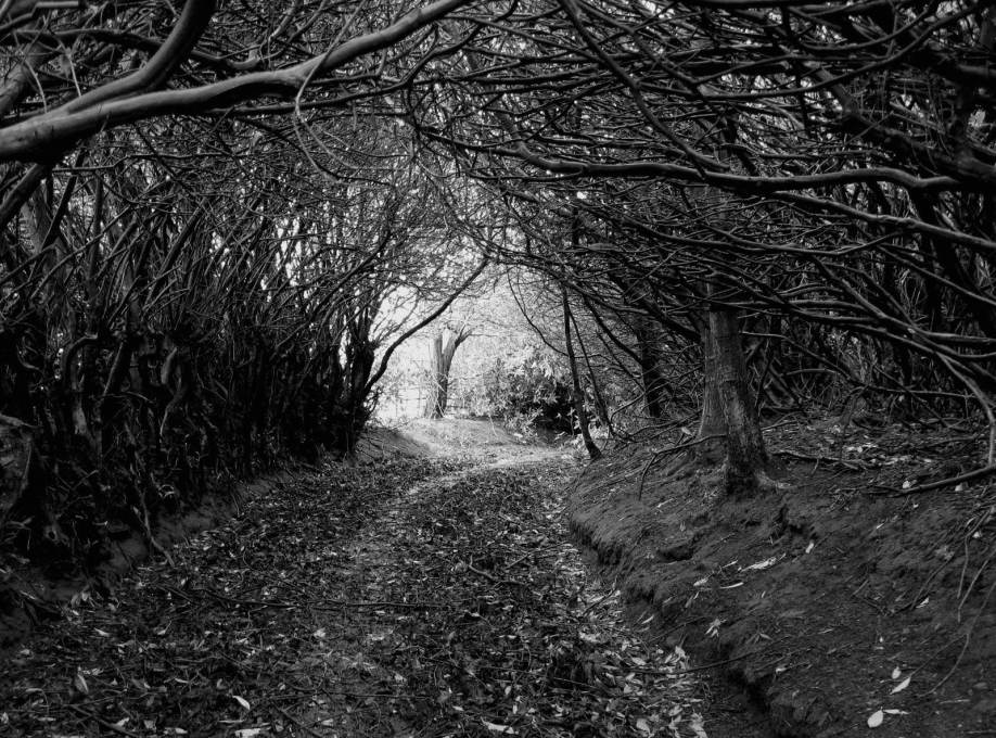 The rural approach to the Seminary through the woods contrasts with... (Photo &copy; James Johnson, 2008)