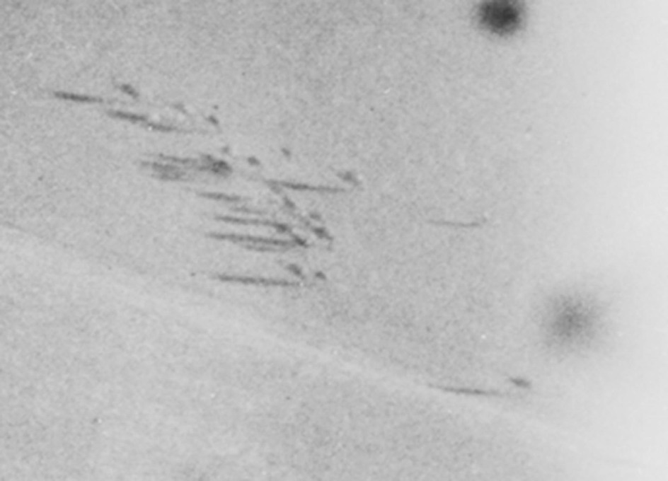 Detail from an archival image taken on August 24, 1918 of&nbsp;Tall al-Shari'a showing possible traces of Bedouin sttlement.