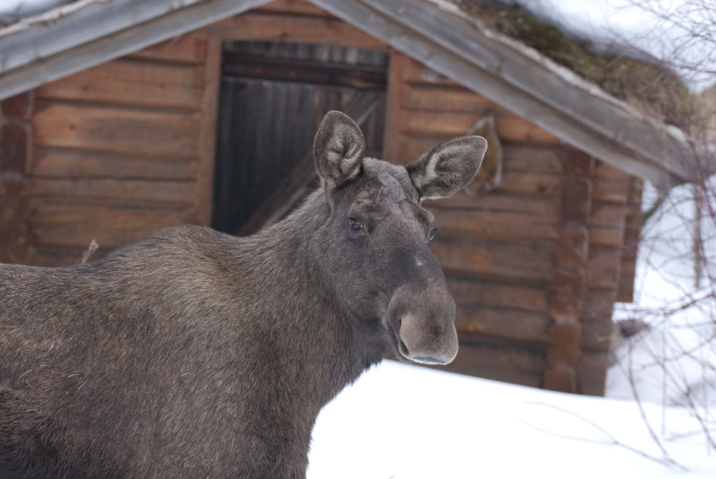 Moose! (Photo: Jeroen van der Kooij)