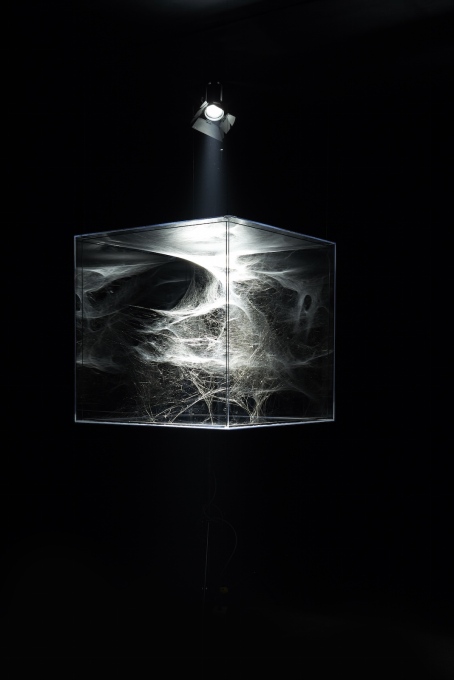 &ldquo;...one Cyrtophora moluccensis - two weeks - and one Tegenria domestica - 4 months - (turned 4 times 180 degrees on Z axis)&rdquo;, 2015, spidersilk, carbon fibre sticks, plexiglass. (!)