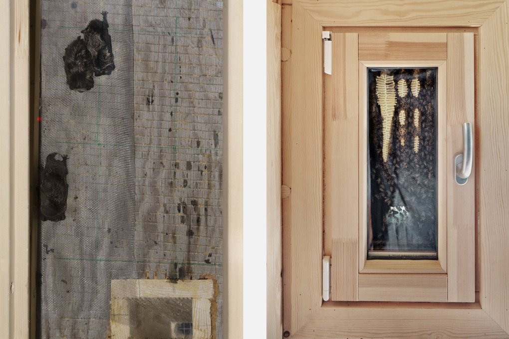 Apart from bats, bees also took over one &ldquo;bat-house&rdquo; in Summer 2012, building honey-combs on its window. (Photos: Jeroen van der Kooij (left); Ivan Brodey (right))