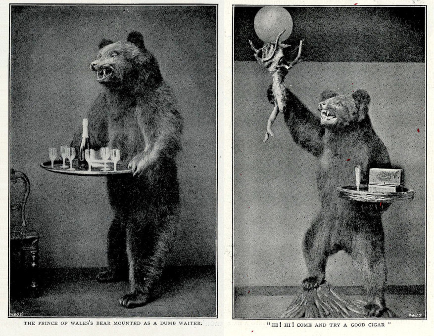 &ldquo;Hi! Hi! Come and try a cigar!&rdquo;&nbsp;In 1896 when these photos were published, turning a bear into a dumb waiter didn&rsquo;t seem cruel or tasteless.